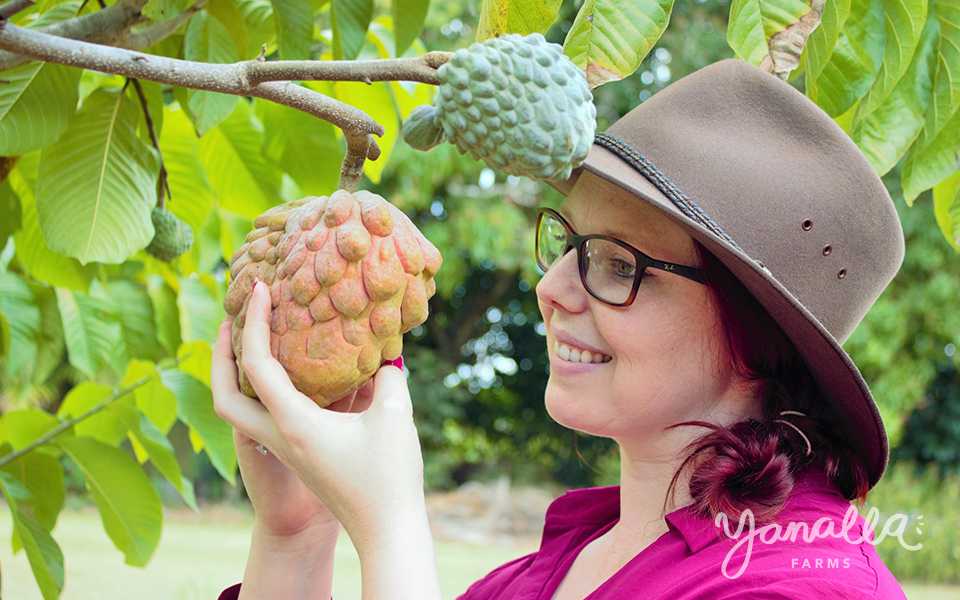Pinksblush Custard Apple