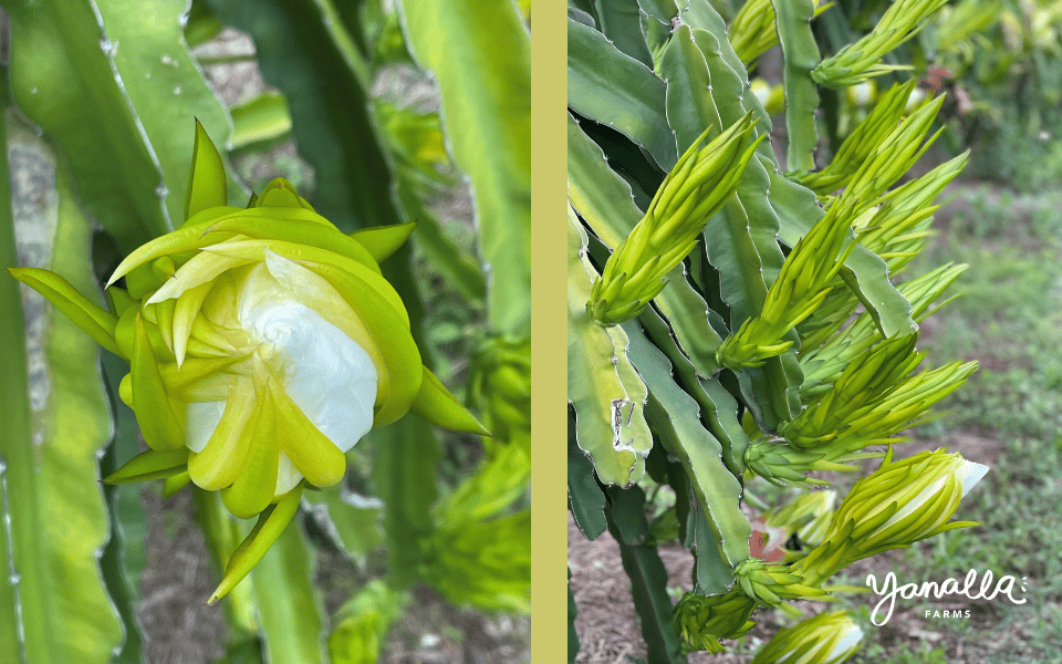 blog events farm updates dragon fruit flower 000
