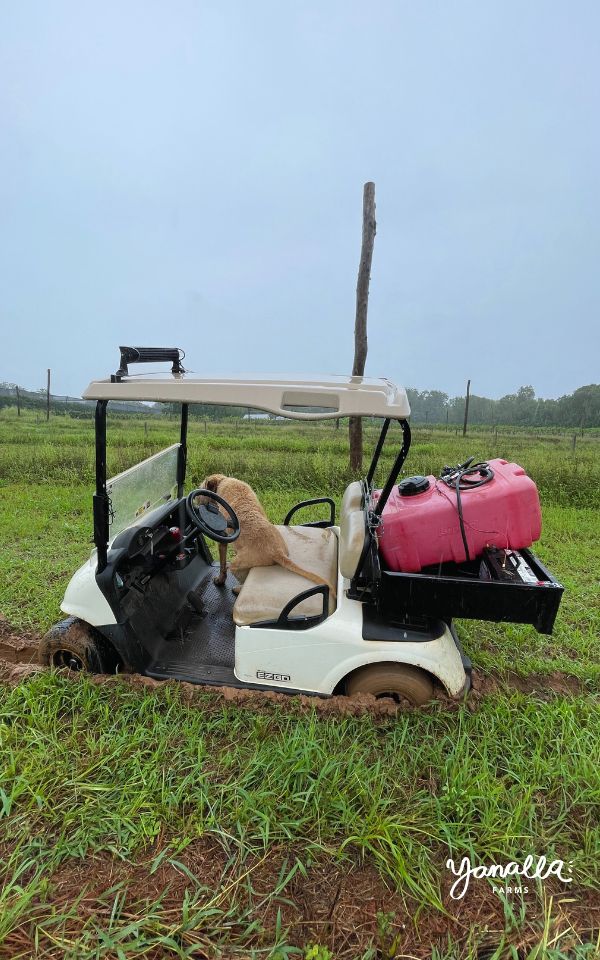 blog events farm updates rain bogged 001