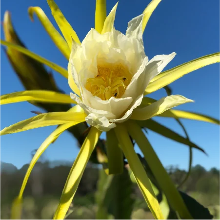 Tropical Dragonfruit
