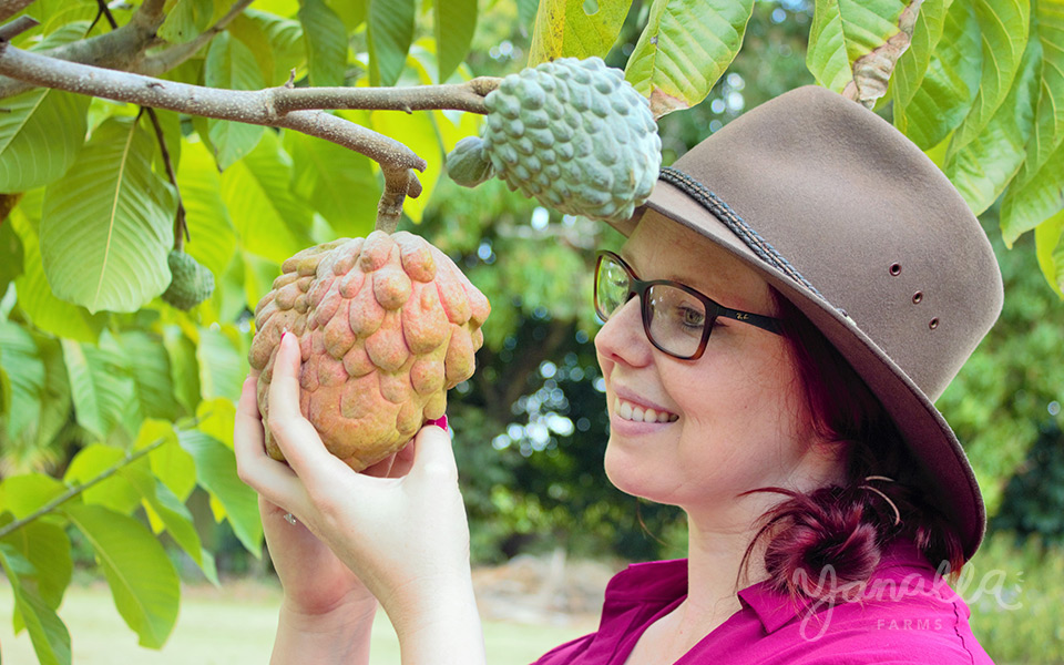 Jess Martin - Yanallla Custard Apples