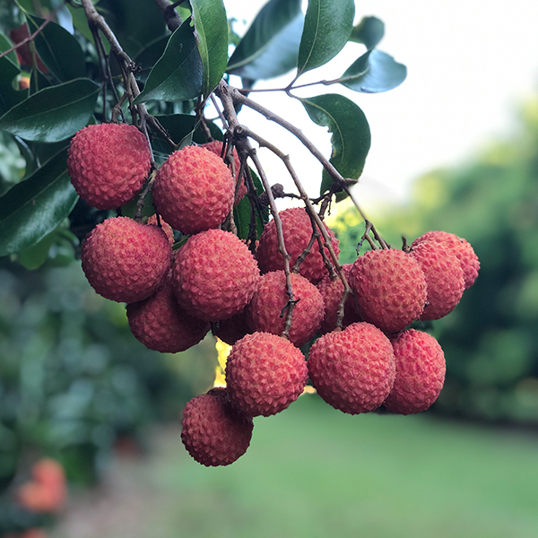 Lychee