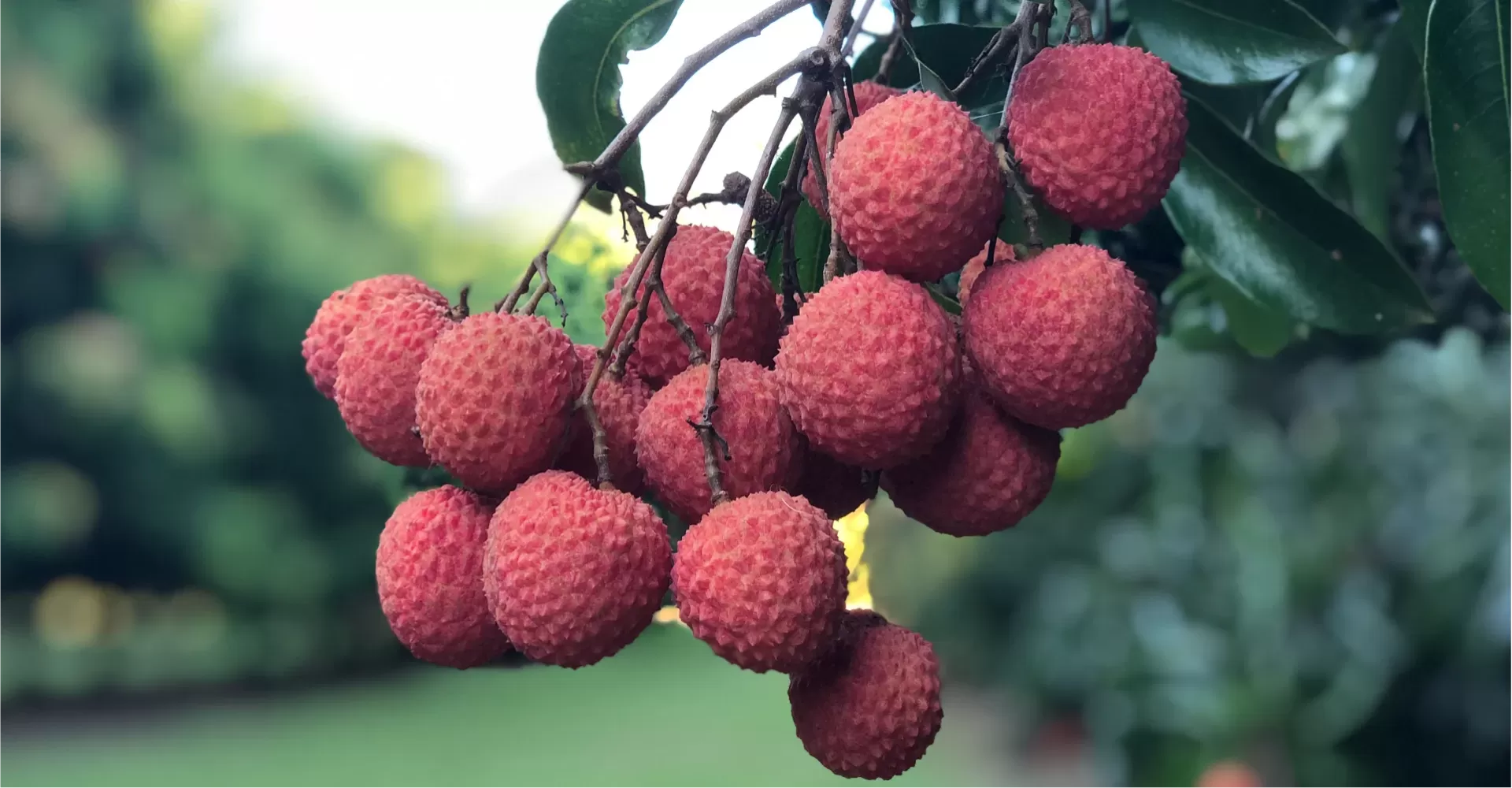 Exotic Lychee